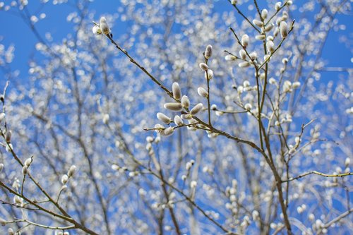 spring  blue sky  easter