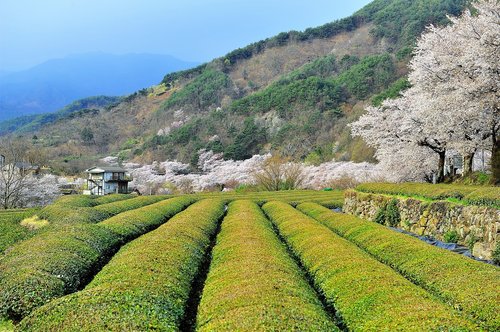 spring  green tea plantation  cherry blossom