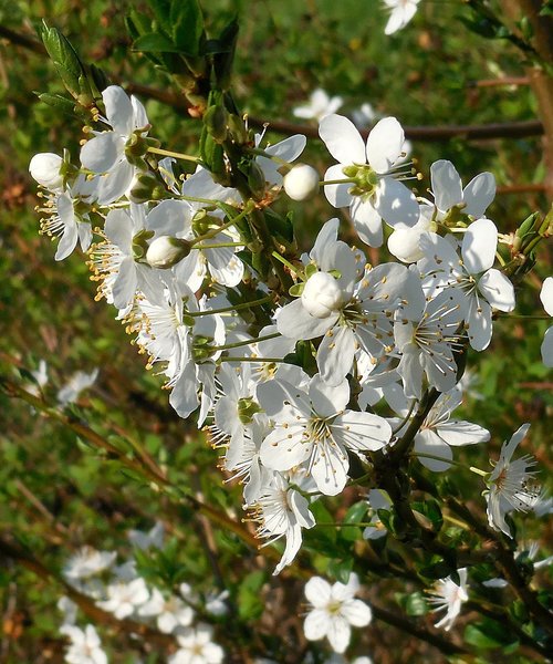 spring  flowers  flowering branch