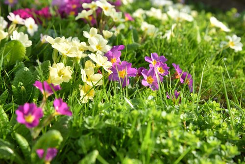 spring  meadow  grass