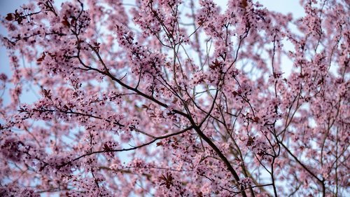 spring  flowers  nature