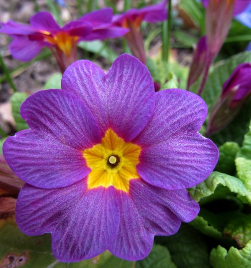 spring  violet  nature
