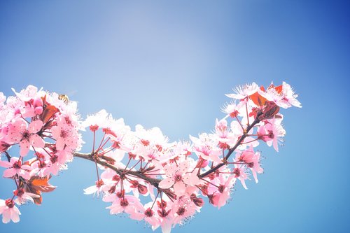 spring  cherry blossoms  plenty of natural light