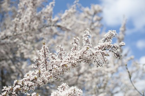 spring  tree  blossom