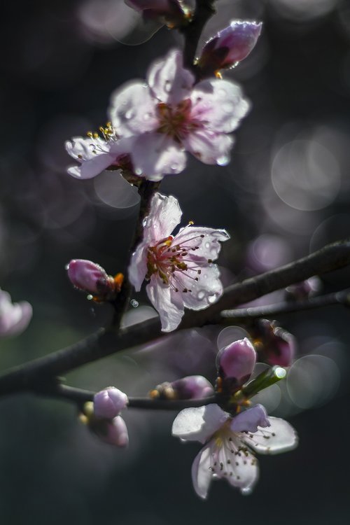 spring  blossom  tree