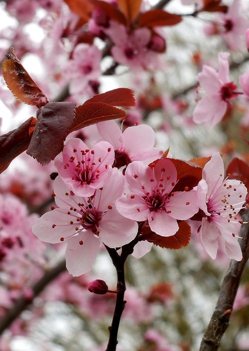 spring  flowers  flowering branch