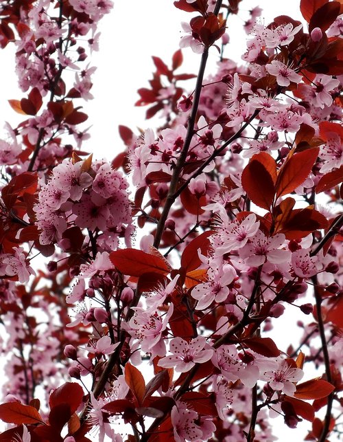 spring  flowering tree  pink