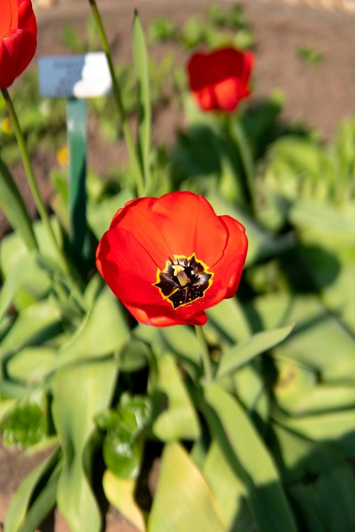 spring  flowers  blossom