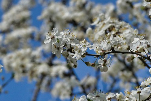 spring  flowers  nature