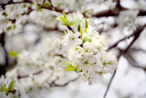 spring  cherry blossoms  branch