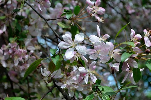 spring  bloom  apple tree