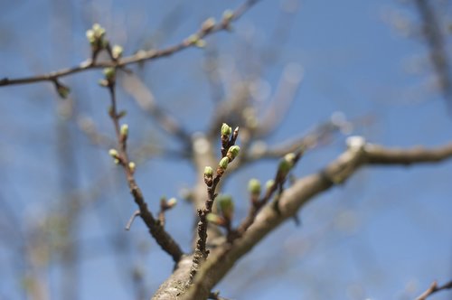 spring  tree  branch