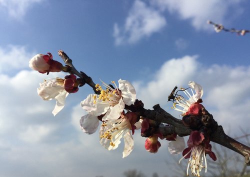 spring  nature  flowers