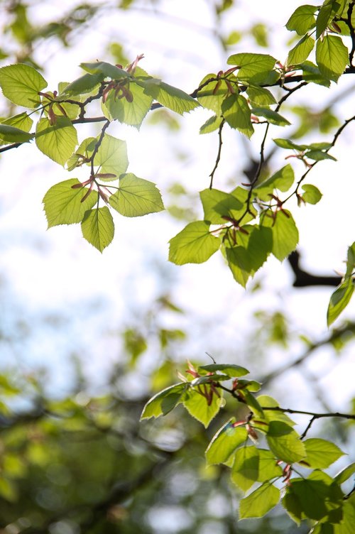 spring  green  leaves