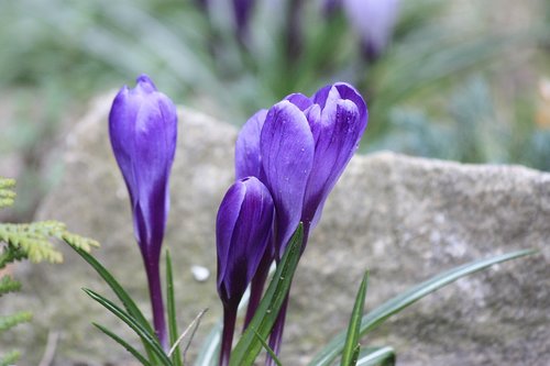 spring  nature  flower