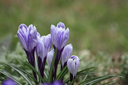 spring  nature  flower