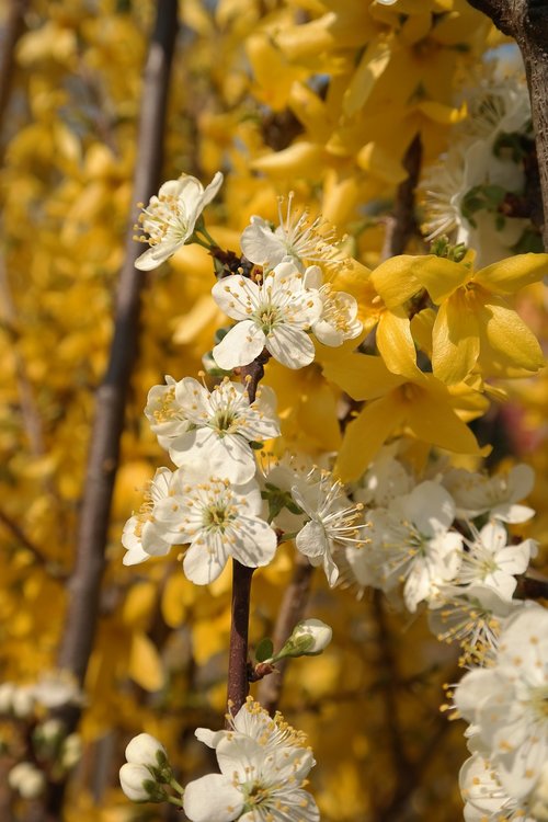 spring  flowers  blossom