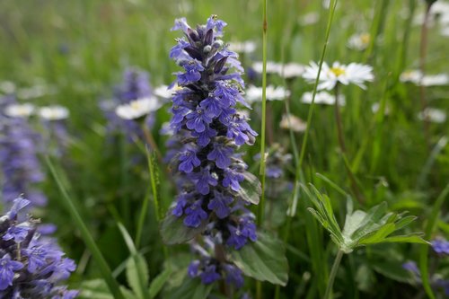 spring  flower  nature