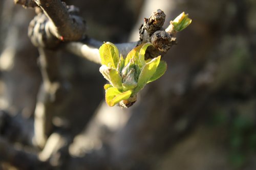 spring  bud  leaf