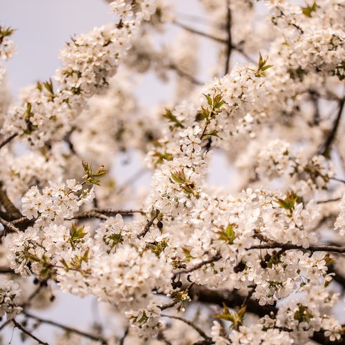 spring  flower  tree