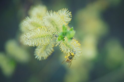 spring  pollen  bee