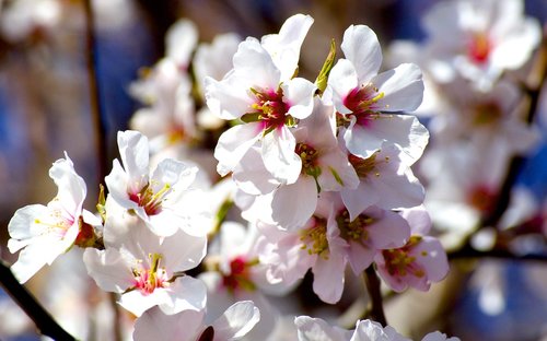 spring  flowers  almond tree