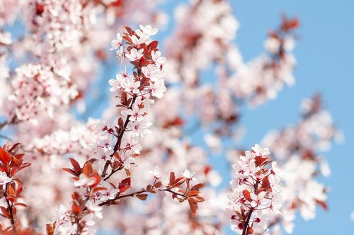 spring  flowers  cherry