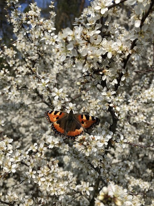 spring  blossom  bloom