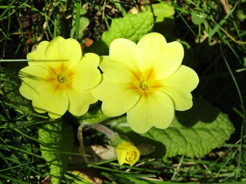spring  yellow  nature