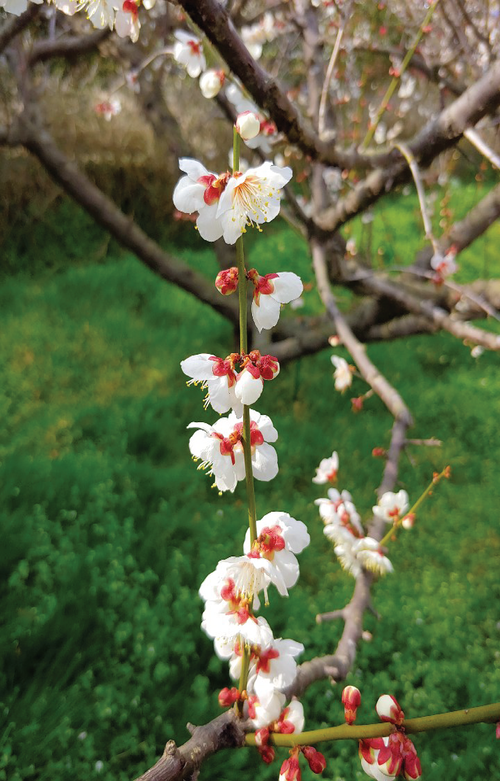 spring  plum  nature