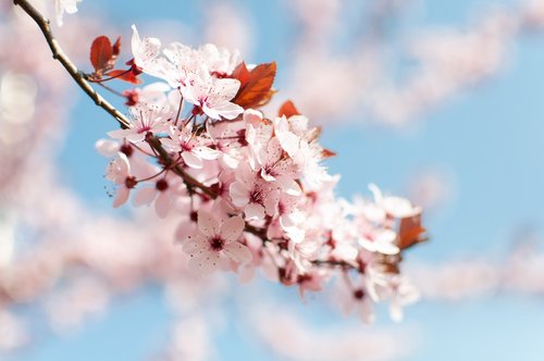 spring  flowers  tree
