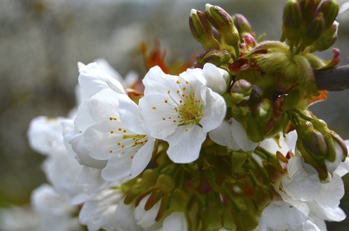 spring  cherry  cherry blossom