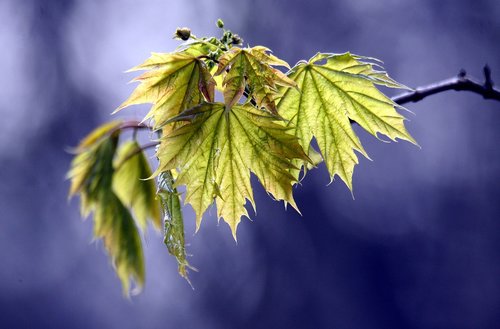 spring  leaves  green