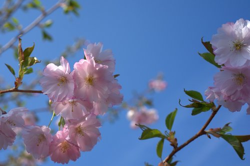 spring  cherry tree  cherry blossom