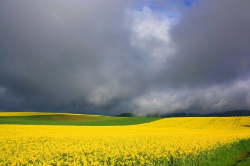 spring  field of rapeseeds  nature