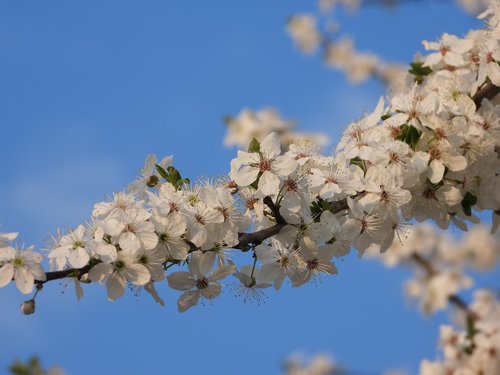spring  flowers  plum