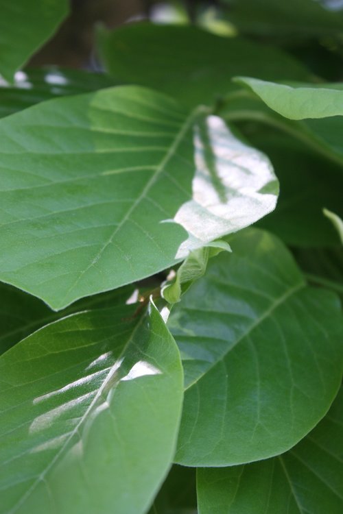 spring  leaves  green