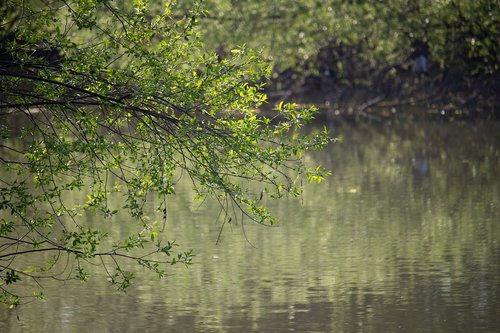 spring  bough  tree