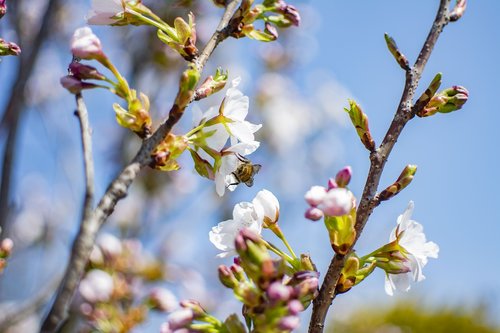 spring  sunny  flowers