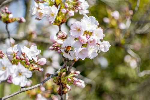 spring  sunny  flowers