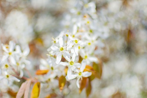 spring  sunny  flowers