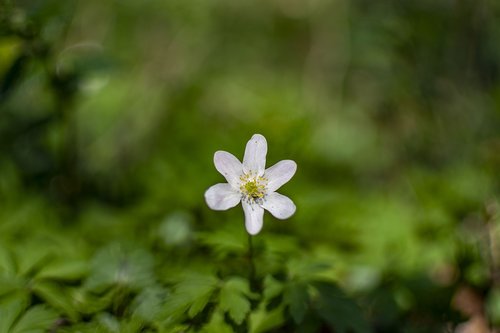 spring  sunny  flowers