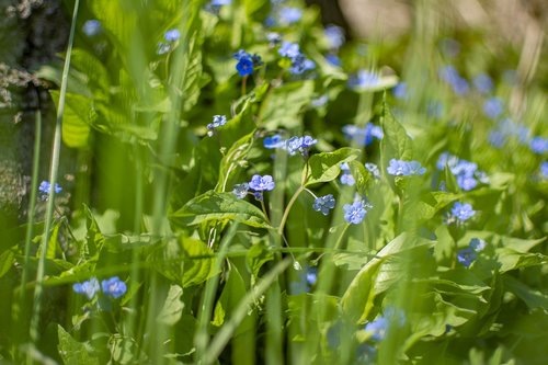 spring  sunny  flowers