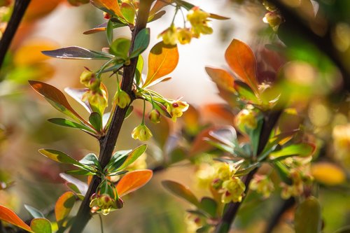 spring  branch  bush