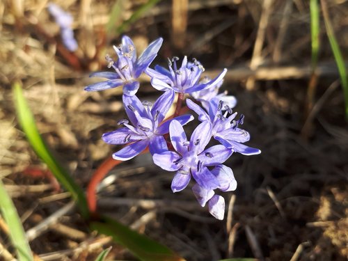 spring  flower  harbinger of spring