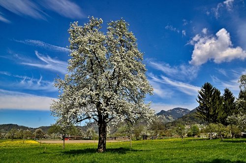 spring  tree  petals