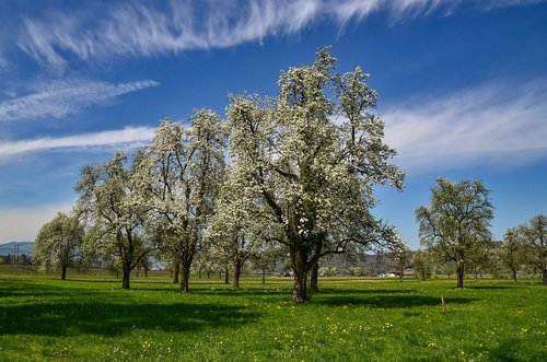 spring  tree  flowers