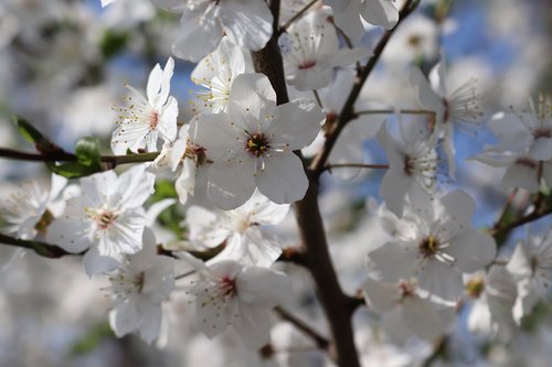 spring  tree  flowers