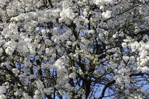 spring  white  tree