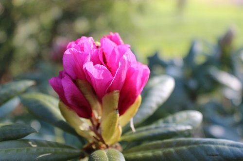 spring  bud  rhododendron